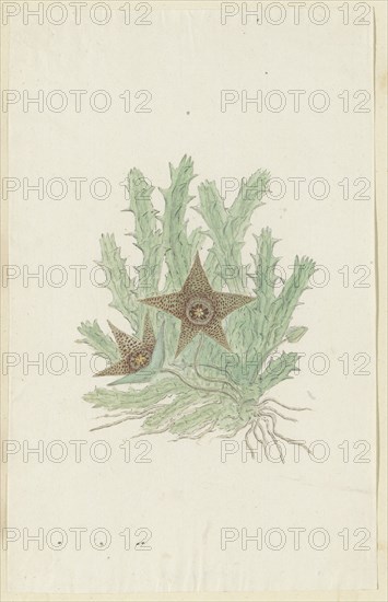 Orbea verrucosa (Masson) Haw. (Hirsute Stapelia), 1777-1786. Creator: Robert Jacob Gordon.