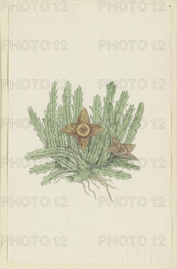 Huernia namaquensis Pillans. (Namaqua carrion-flower), 1777-1786. Creator: Robert Jacob Gordon.