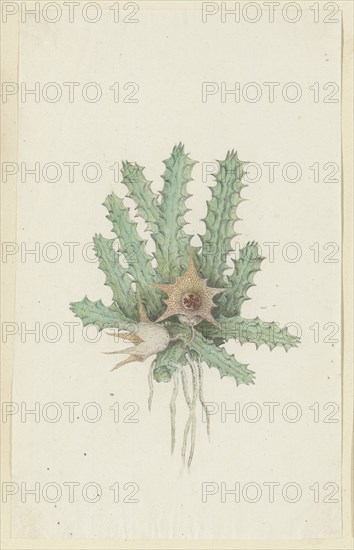 Huernia barbata (Masson) Haw., 1777-1786. Creator: Robert Jacob Gordon.