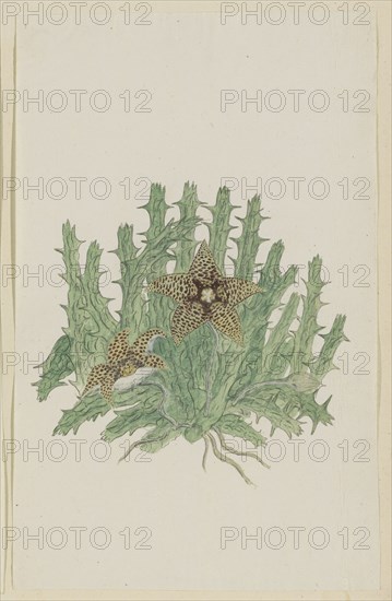 Orbea verucosa (Masson) L.C. Leach. (Hirsute Stapelia), 1777-1786. Creator: Robert Jacob Gordon.