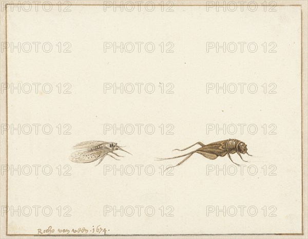 Two insects, 1674. Creator: Rochus van Veen.