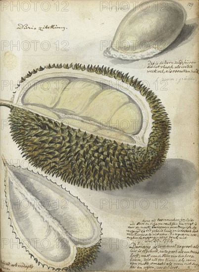 Durian, 1784. Creator: Jan Brandes.