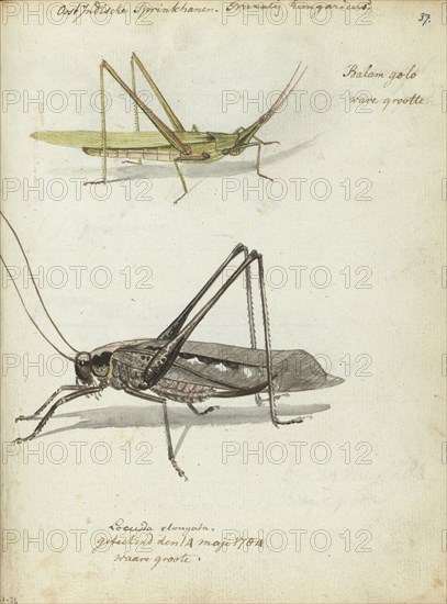 Indonesian locusts, 1784. Creator: Jan Brandes.