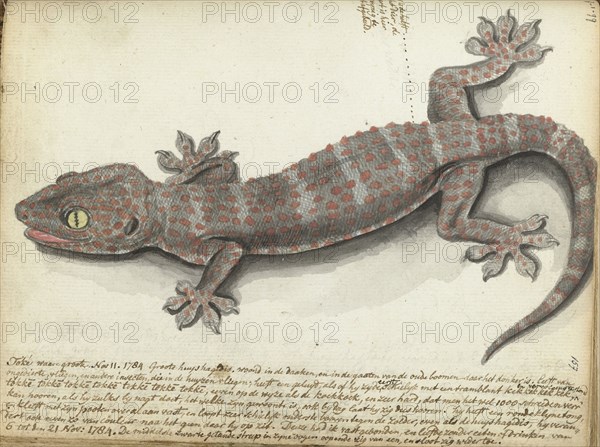 Tokay (Gekko gecko), 1784. Creator: Jan Brandes.