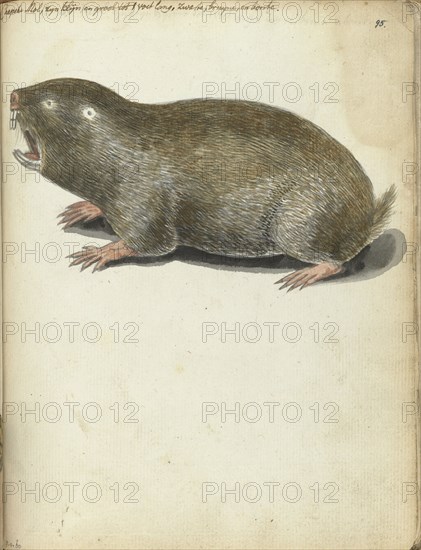 Cape Mole, 1786-1787. Creator: Jan Brandes.