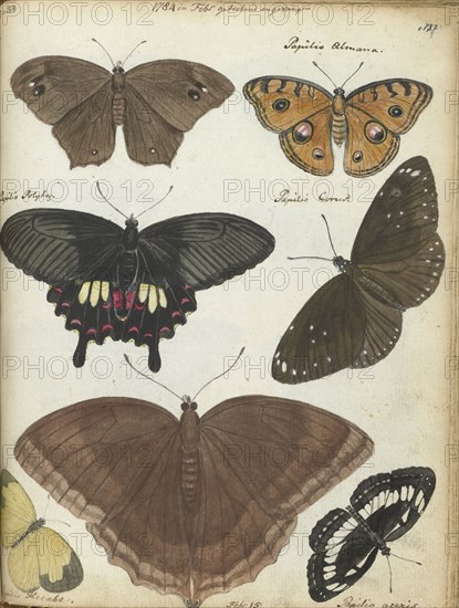 Butterflies from Java, 1784. Creator: Jan Brandes.