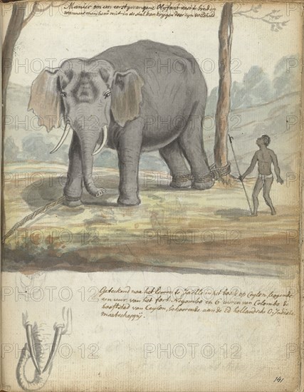 Wild elephant bound between trees, 1785. Creator: Jan Brandes.