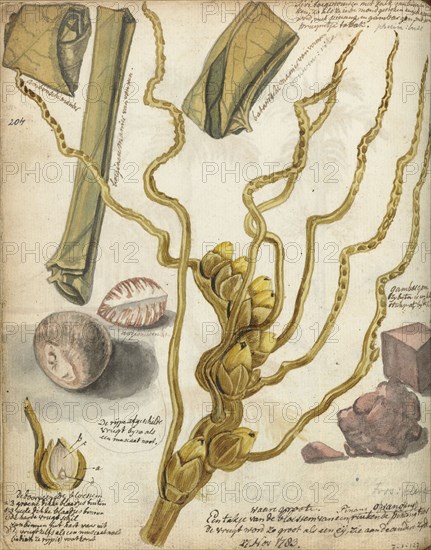 Methods for making Sirih, 1783. Creator: Jan Brandes.