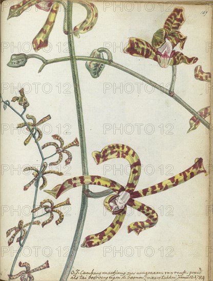 Javanese flower 'Cambang Matjang', 1784. Creator: Jan Brandes.