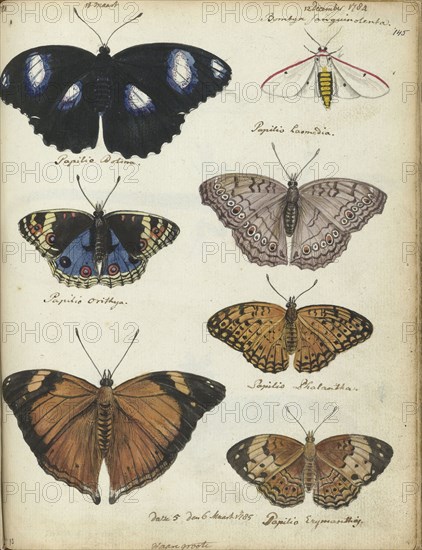 Javanese butterflies, 1784-1785. Creator: Jan Brandes.