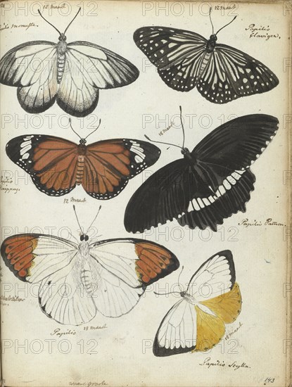 Javanese butterflies, 1784. Creator: Jan Brandes.