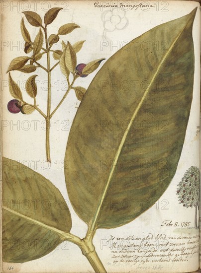 Mangosteen, 1784. Creator: Jan Brandes.