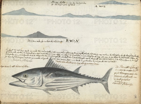 Coastal profiles of the Canary Islands, and Fish, 1778.  Creator: Jan Brandes.