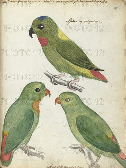 Indonesian parakeets, 1784. Creator: Jan Brandes.