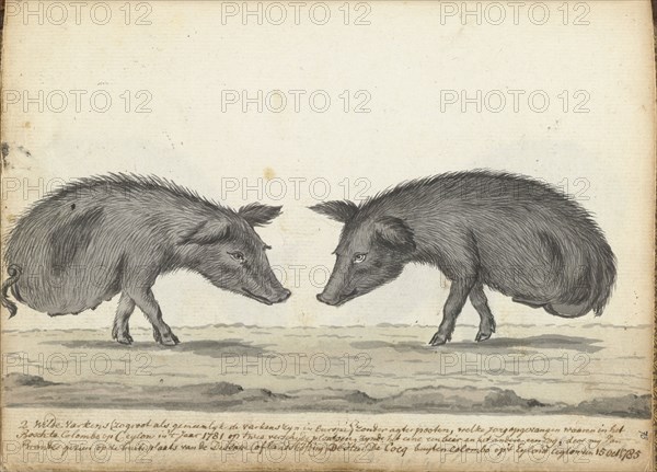 Pigs without hind legs, 1785. Creator: Jan Brandes.