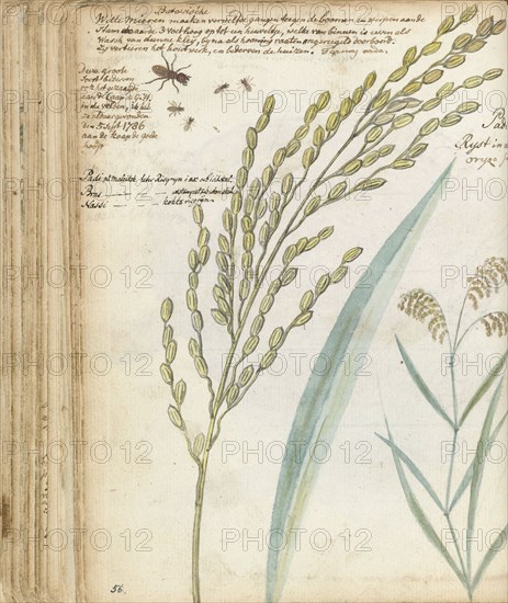 Ants and rice, 1786. Creator: Jan Brandes.