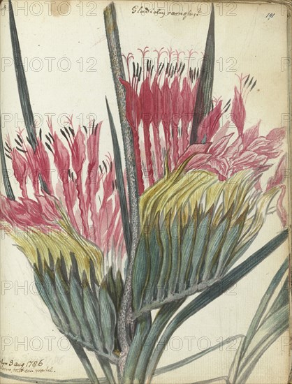 Cape flower, 1786. Creator: Jan Brandes.