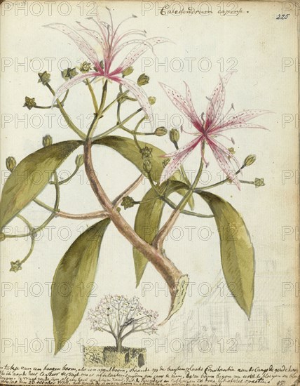 Cape chestnut, (Calodendrum capense), 1778. Creator: Jan Brandes.