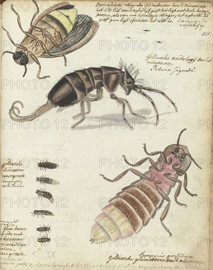 Javanese and Gelderland glowworms, 1770-1787. Creator: Jan Brandes.