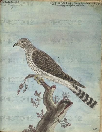 Dutch cuckoo, 1770-1787. Creator: Jan Brandes.