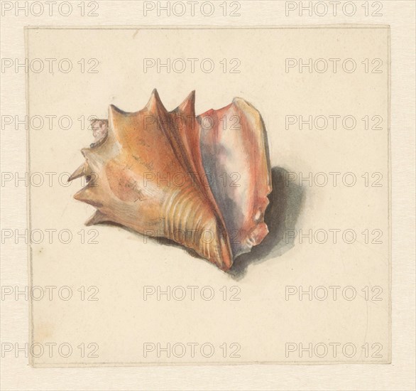 Study of a shell, 1824-1900. Creator: Albertus Steenbergen.