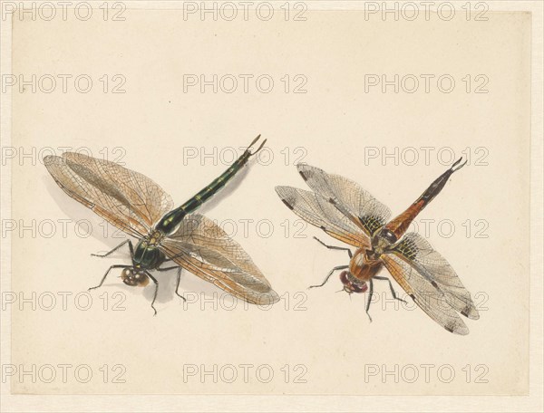 Study of two dragonflies, 1824-1900. Creator: Albertus Steenbergen.