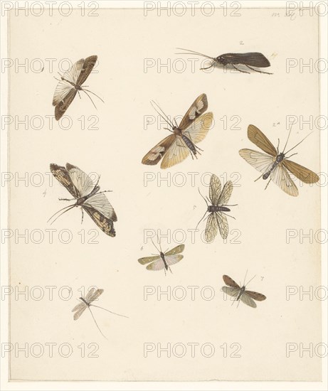 Study sheet with eight moths, 1824-1900. Creator: Albertus Steenbergen.