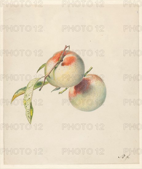 Two peaches on their stems, 1824-1900. Creator: Albertus Steenbergen.