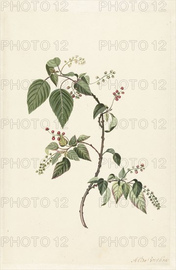 Nandina (Nandina domestica), c.1680-before c.1700. Creator: Alida Withoos.