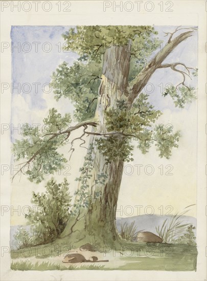 Tree in a landscape, c.1819-c.1870. Creator: Anon.