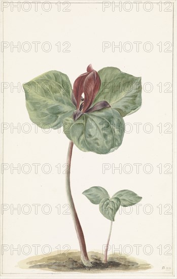 Trillium, 1817. Creator: Anon.