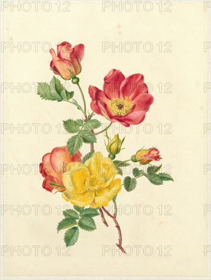 Sprig of wild roses, c.1800-c.1900. Creator: Antoinette Luden.