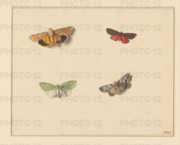 Four butterflies, 1811-1851. Creator: Anton Weiss.