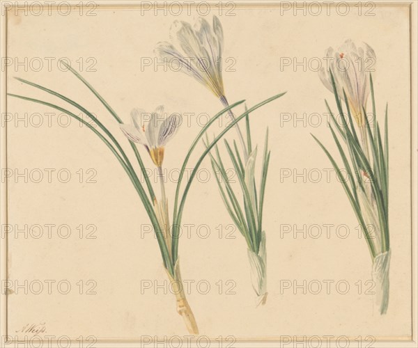 Three studies of crocuses, 1811-1851. Creator: Anton Weiss.