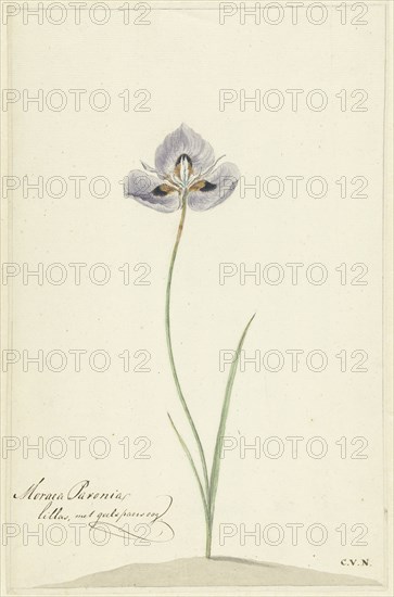 Iris, 1741-1795. Creator: Cornelis van Noorde.