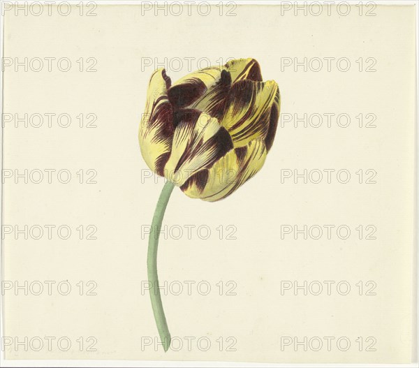 Tulip called Bizard Pontifex Romanus, 1741-1795. Creator: Cornelis van Noorde.