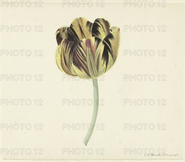 Tulip called Bizard Rosette, 1741-1795. Creator: Cornelis van Noorde.