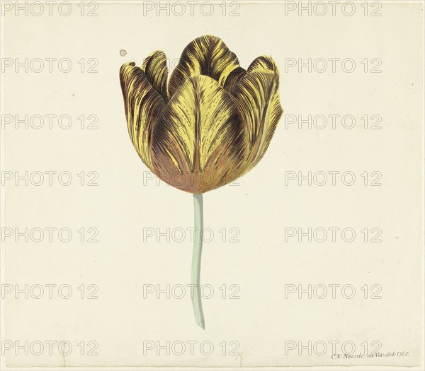 Tulip called Bizard Sub. a, 1765. Creator: Cornelis van Noorde.