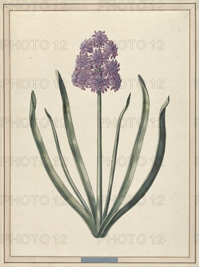 Hyacinth (Charmante Violet), 1735. Creator: F. Wijandt.