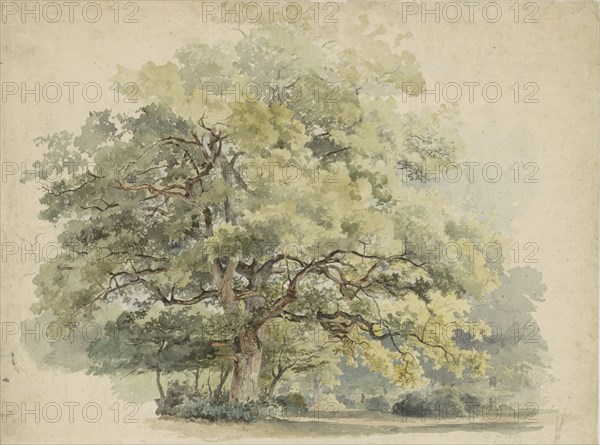 Tree study, 1819-1887. Creator: George Andries Roth.