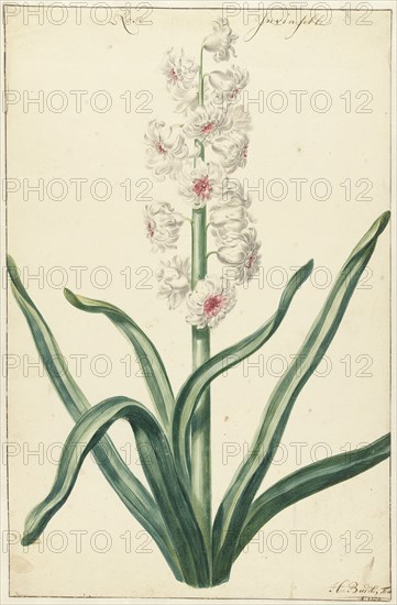 White hyacinth, 1720-1729. Creator: Hendrik Budde.