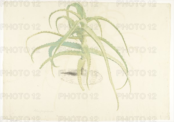 Aloe perfoliata, 1619-1685. Creator: Herman Saftleven the Younger.