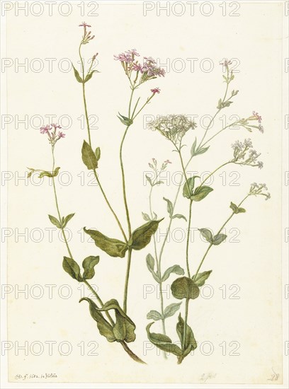 Bladder Senna and Sticky Catchfly, 1682. Creator: Herman Saftleven the Younger.