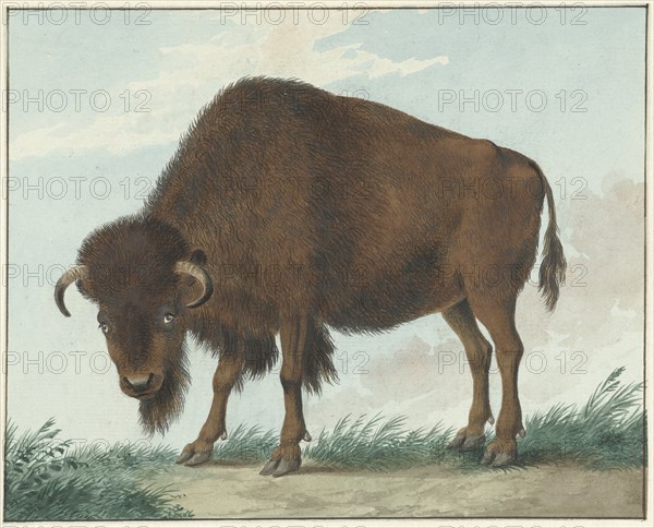 Bison, 1808. Creator: Izaak van Haastert.
