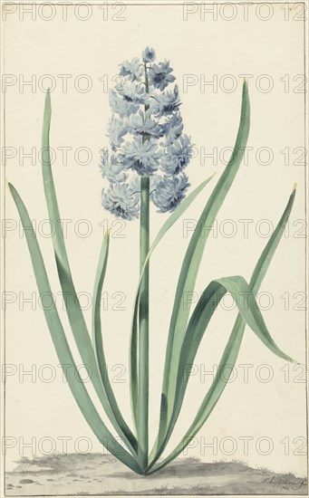 The blue hyacinth Franciscus Primus, 1762. Creator: Jan Augustini.