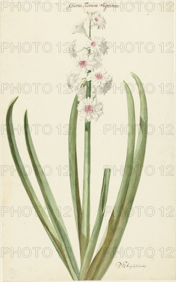 The pinkish white hyacinth Gloria Florum Suprema, 1735-1773. Creator: Jan Augustini.