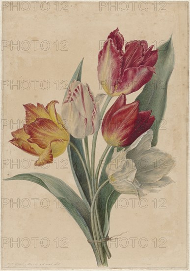 Bouquet of Tulips, 1831-1900. Creator: Jan Jacob Goteling Vinnis.