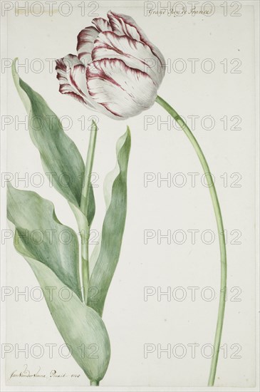 Tulip Grand Roy de France, 1728. Creator: Jan Laurensz. van der Vinne.