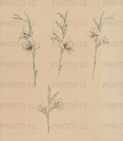 Flower studies, 1887-1924. Creator: Julie de Graag.
