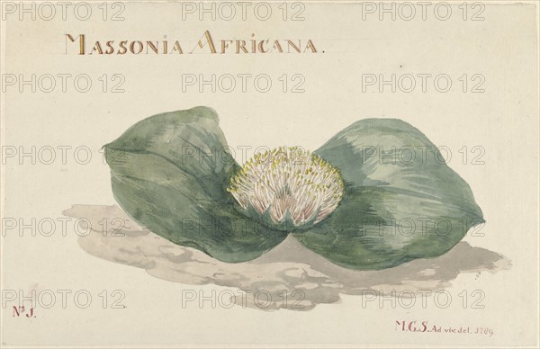 Massonia africana, 1789. Creator: Maria Geertruida Snabilie.